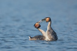 great crested grebe