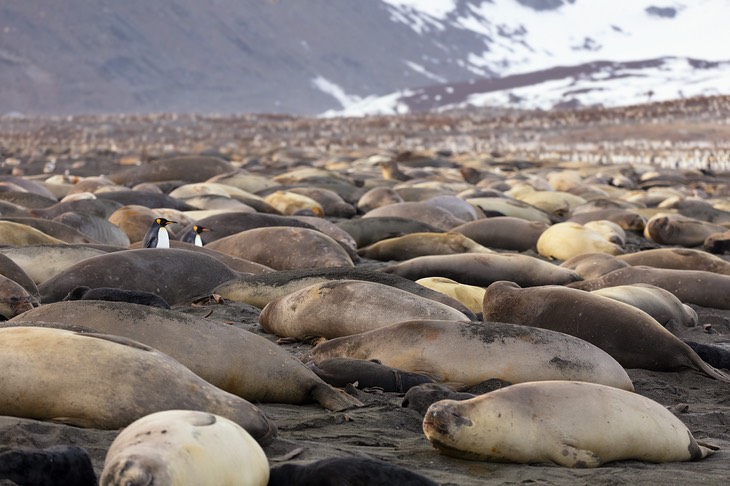 southern elephant seal