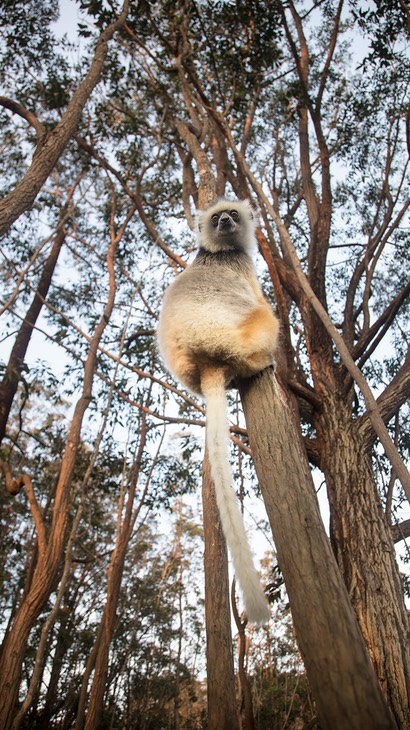 diademed sifaka