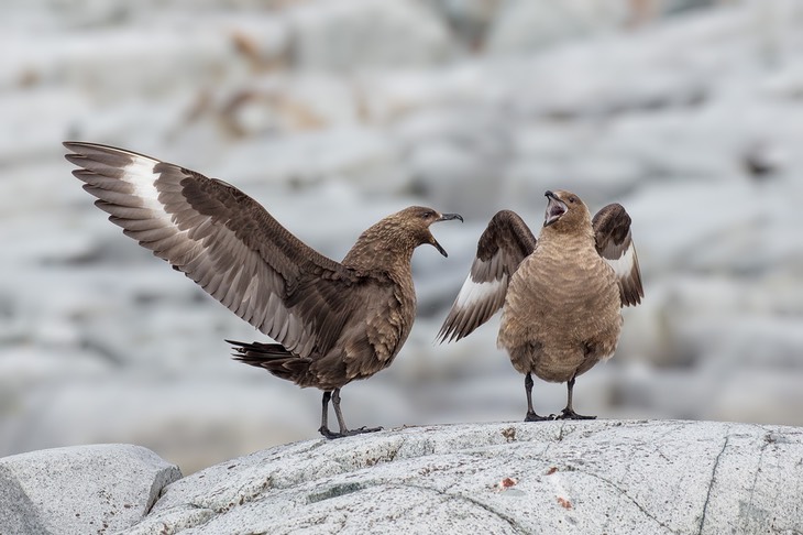 brown skua