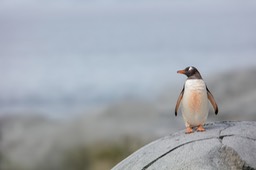 gentoo penguin