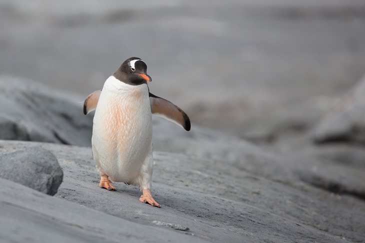 gentoo penguin