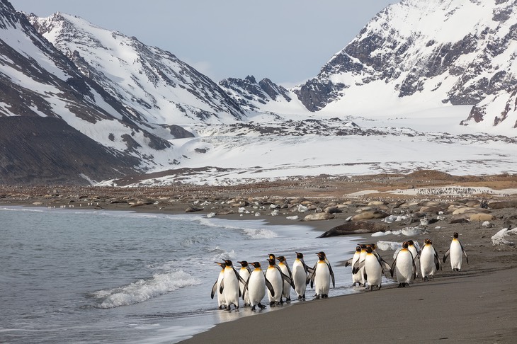 king penguin