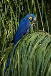 hyacinth macaw