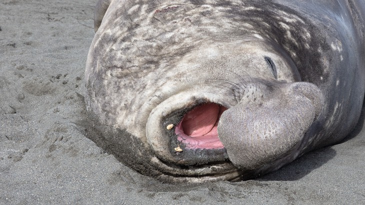 southern elephant seal