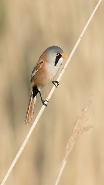 bearded reedling