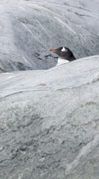 gentoo penguin