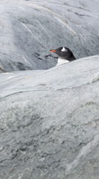 gentoo penguin