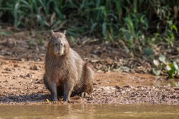 capybara