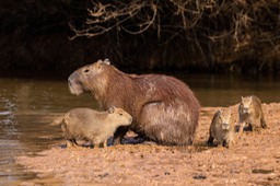 capybara