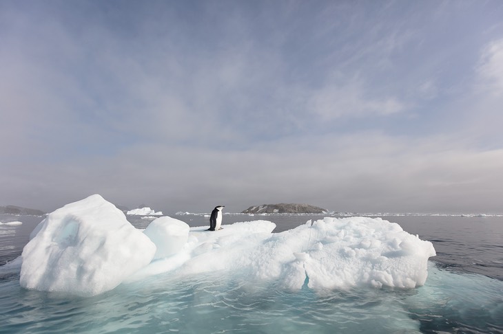 chinstrap penguin