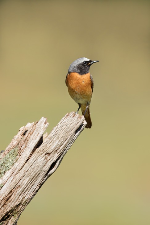 redstart