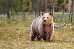 brown bear