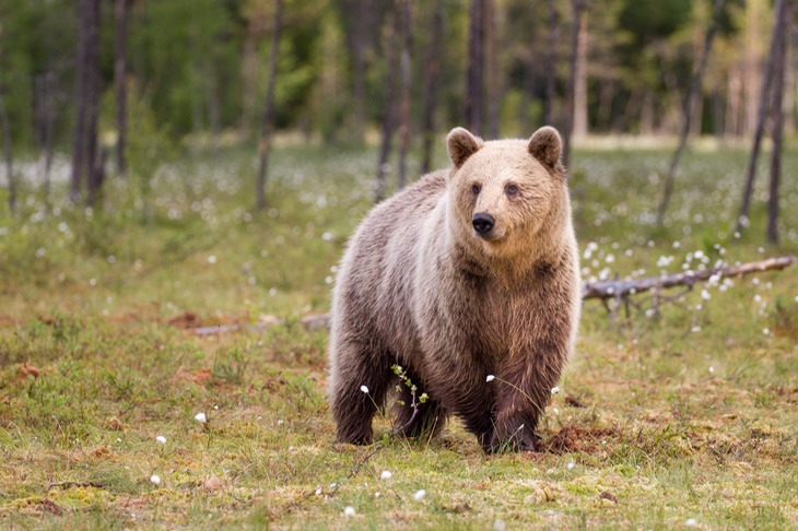 brown bear