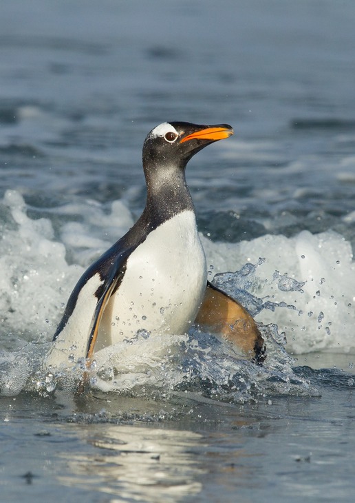 gentoo penguin