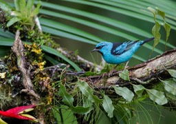 blue dacnis