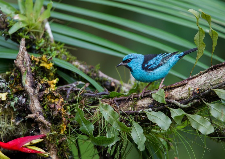 blue dacnis