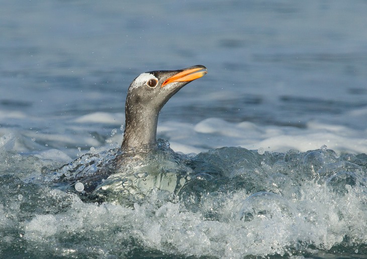 gentoo penguin