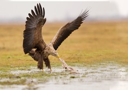 white tailed eagle