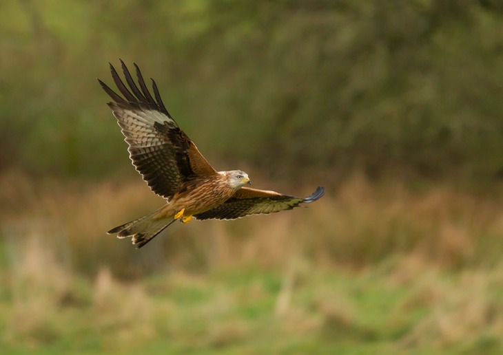 red kite