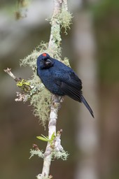 ruby crowned tanager