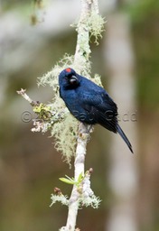 ruby crowned tanager