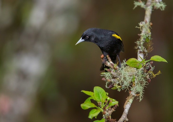 golden winged cacique