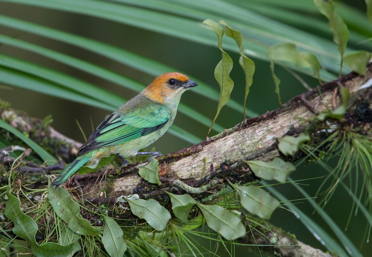 chestnut backed tanager