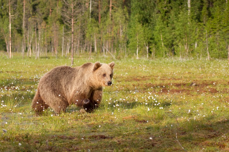 brown bear