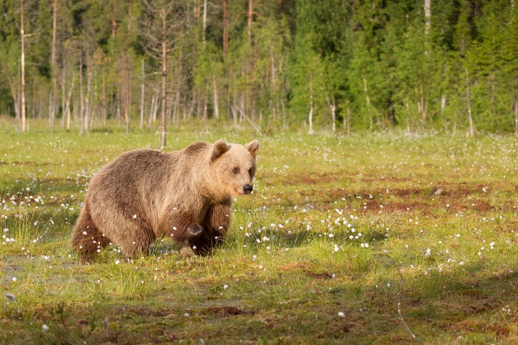 brown bear