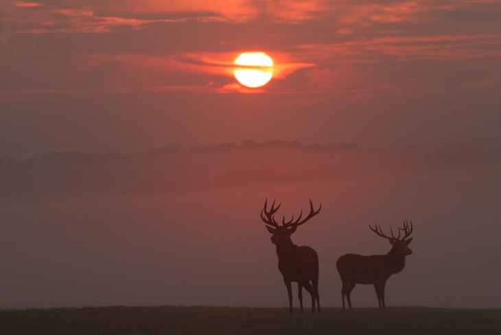 red deer