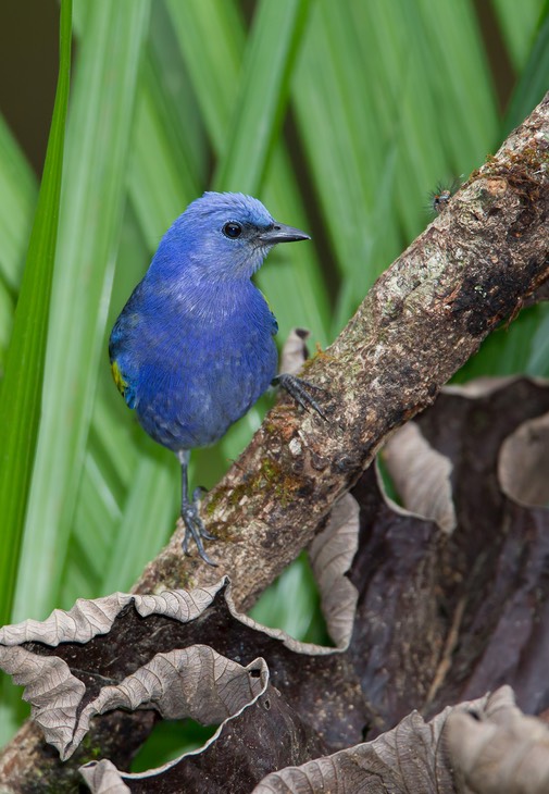 golden chevroned tanager