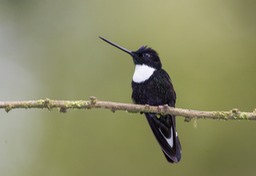 collared inca