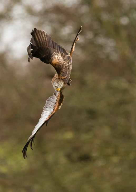 red kite