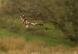 red kite