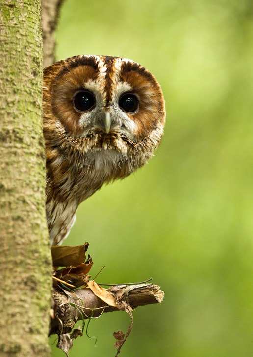 tawny owl