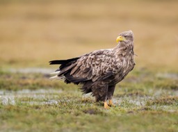 white tailed eagle