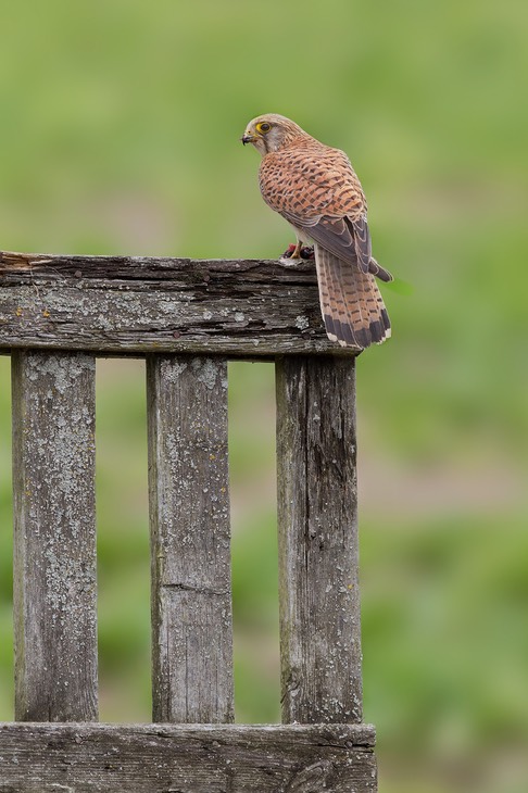 kestrel