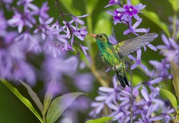 glittering bellied emerald