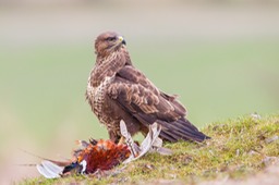 common buzzard