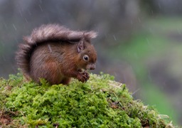 red squirrel