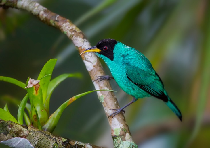 green honeycreeper