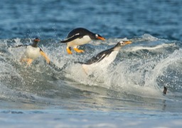 gentoo penguin