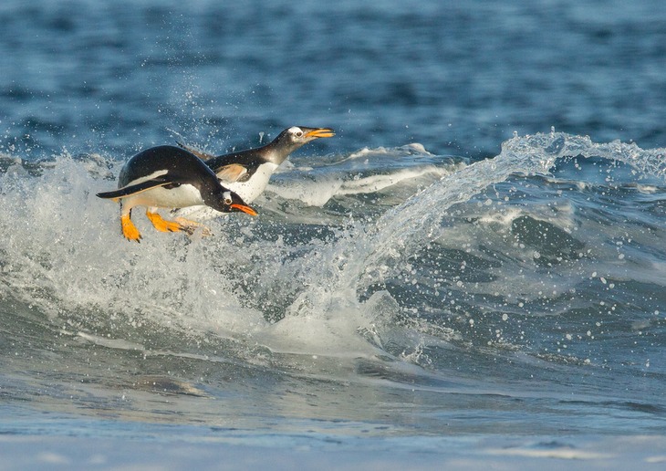 gentoo penguin