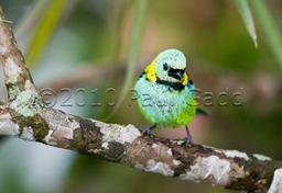 green headed tanager