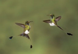 booted racket tail