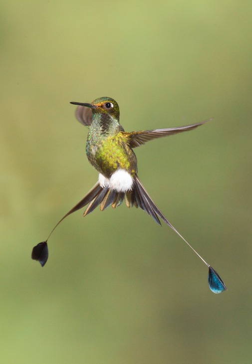 booted racket tail