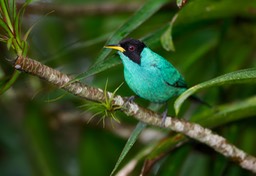 green honeycreeper