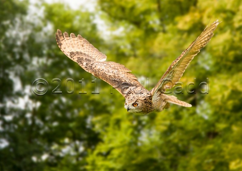 eagle owl