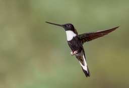 collared inca